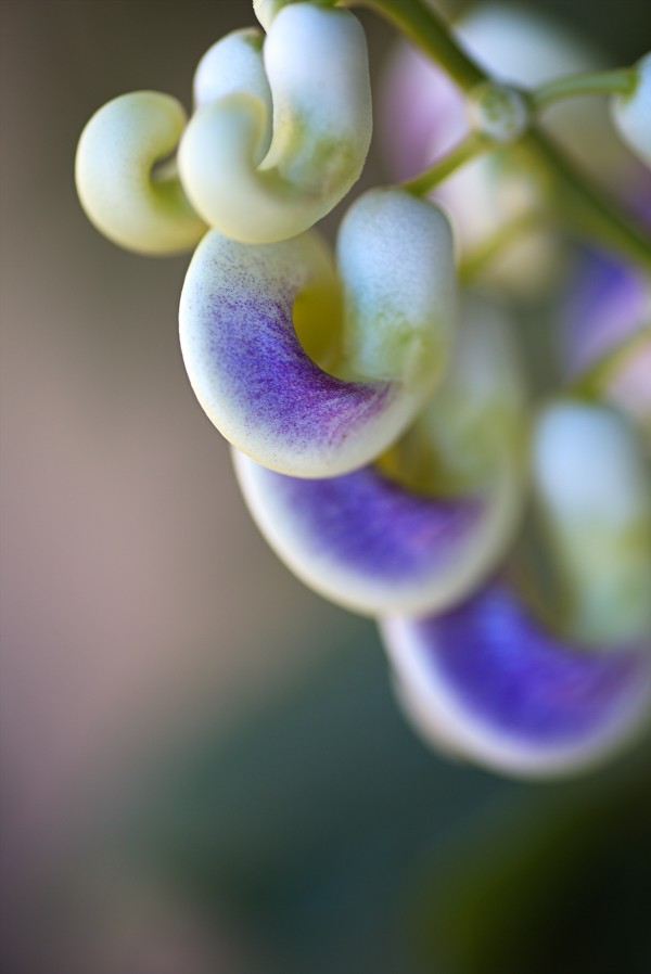 Corkscrew Flower Close by Joy Watson